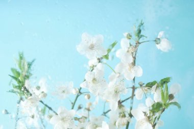 Alycha kiraz ağacının bahar dalı camın arkasındaki su damlalarında çiçek açar. Hafif, nazik arka plan, tazelik kavramı, doğa ve baharın başlangıcı