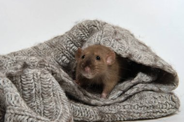 Small brown rat nestled in a thick, grey knitted blanket, only its curious face and front paws visible. Cozy, textured wool, clear detail, soft studio lighting, animal portrait theme, copy space. 