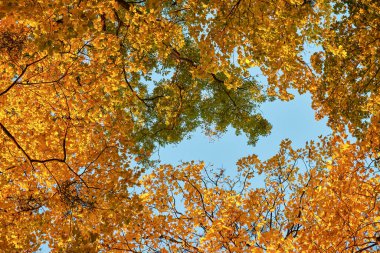 Açık mavi gökyüzünün altındaki parlak altın sonbahar ormanı. Sıcak mevsimlik arka plan rahatlığı, rahatlığı ve doğa güzelliğini sembolize eder. Reklamlar, posterler, seyahat, sağlık ve yaşam tarzı tasarımı için mükemmel.