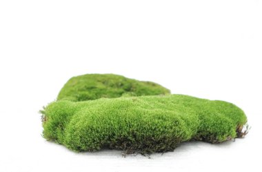 Yumuşak, yemyeşil yosun, beyaz arka planda izole edilmiş doğal, desenli bir podyum oluşturur. Platform organik, düzensiz bir yüzeye sahip ve düşük açıyla çekilmiş, kozmetik reklamcılığı için ideal.. 