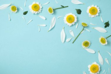 Beyaz kasımpatı çiçekleri ve taç yaprakları pastel mavi arka plana saçılmış. Doğal kozmetik, spa, sağlık, güzellik veya bahar tasarımı için minimum çiçek düzlüğü. 