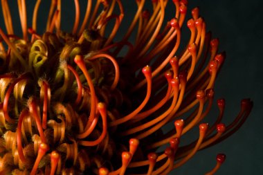 Turuncu kırmızı yapraklı canlı bir Leucospermum makrosu. Dramatik ışık ve derinlik duvar sanatı ve posterleri için modern, lüks bir estetik yaratıyor.. 