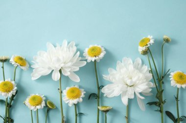Mavi arka planda papatya ve beyaz kasımpatı çiçekleri. Kozmetik, cilt bakımı, tasarım veya sağlık reklamları için doğal çiçek düzenlemesi. 