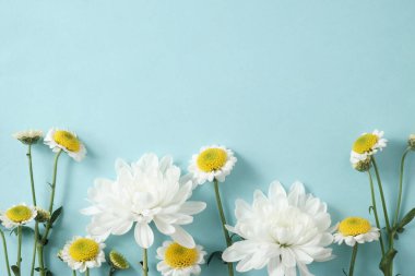 Pastel mavi arka planda papatya çayı ve beyaz çiçekli zarif bir daire. Sağlık, kaplıca, cilt bakımı ve organik ürün reklamı için mükemmel.. 