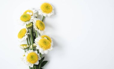 Saf beyaz arka planda yeşil saplı papatyaların dikey dalları. 