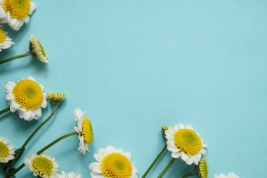 Pastel mavi arkaplan üzerine serpilmiş taze papatya çiçekleriyle minimum düzlük, üst manzara. Bahar veya yaz tasarımları, sosyal medya veya tebrik kartları için mükemmel.