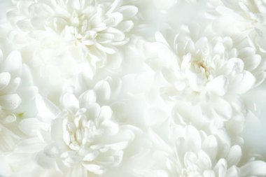 Parlak beyaz kasımpatı çiçekli arka plan. Paketleme, kozmetik markalaşma, tebrik kartları ve posterler için nötr yumuşak doku ideal. 