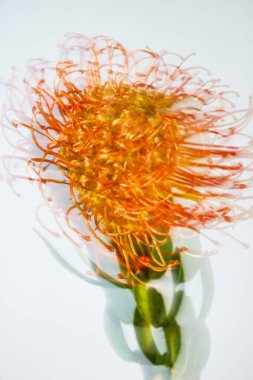Dinamik çizgileri ve parlak beyaz arka planda yeşil sapı olan sanatsal turuncu çiçek. Markalaşma, web, reklam, poster veya editoryal kullanım için modern soyut çiçek, renk, berraklık üzerine odaklan. 