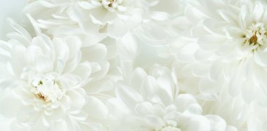 Beyaz kasımpatı çiçeğinin yumuşak odak arka planı. Zarif çiçek dokusu sağlık, spa veya kozmetik tasarım için idealdir. Yumuşak odak