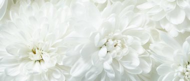 Taze beyaz kasımpatı çiçeklerine yakın çekim. Yumuşak yaprakları ve detaylı dokuları olan parlak doğal bir çiçek makrosu kozmetik için zarif bir arka plan, düğün tasarımı, spa, çiçekçi markası, kutlama.