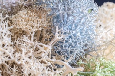 Makro dengelenmiş yosun görüntüsü mavi, bej tonlar, karmaşık, dal benzeri yapısı ve yumuşak dokusu vurgulanıyor. Soyut doğal arkaplan, detaylı ve atmosferik, hafif ışıklandırmalı. 