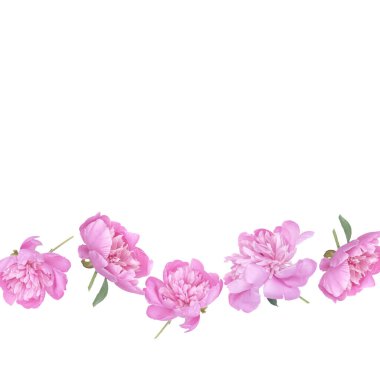 Alttaki kenar boyunca dizilmiş pembe şakayık çiçekleri temiz beyaz bir arkaplandan izole edilmiş, yaratıcı projeler için basit ve zarif bir çiçek aksanı sunuyor.. 