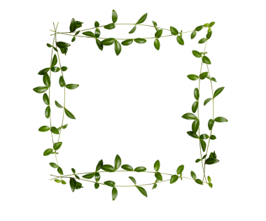 Parlak yapraklı taze yeşil menekşe sarmaşıklarından yapılmış kare botanik çerçeve, şeffaf bir arkaplan üzerinde düzenlenmiş, metin veya tasarım için ortada boş boşluk bırakarak.