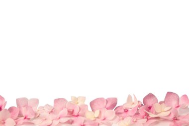 Yumuşak bir sıra pembe çiçek yaprakları parlak beyaz arka planda yumuşak bir alt sınır oluşturuyor. Reklam hizmeti kozmetik ürünleri için çiçek podyumu, kopyalama alanı 