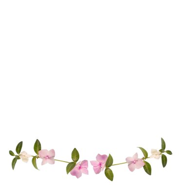 Yeşil yapraklı yumuşak pembe ortanca çelengi temiz beyaz kare arka planda izole edilmiş. Tasarım, dekorasyon, ambalaj ve yaratıcı çiçek projeleri için ideal. 