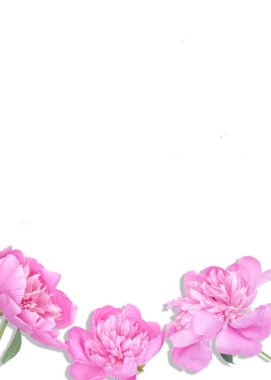 Yumuşak pembe şakayık çiçekleri ile hassas dikey kompozisyon temiz beyaz arka planda bir satır halinde dizilmiş, büyük bir kopya alanı, davetiyeler veya sosyal medya hikayeleri bırakarak. 