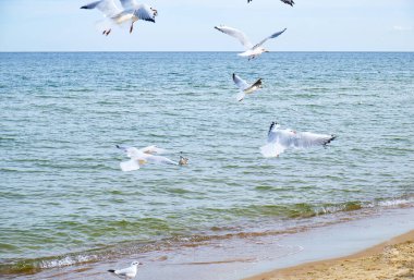 Sakin bir günde, yumuşak dalgalar ve berrak mavi suyla sahil kenarında uçan ve dinlenen bir grup martı. Doğanın güzel bir görüntüsü.. 