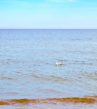 Yumuşak dalgalarla sakin bir deniz manzarası ve sakin sularda yüzen tek bir uzak kuş, huzurlu bir sahil atmosferi yaratıyor. Boşluğu kopyala 