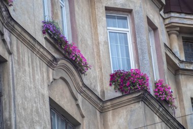 Yıpranmış bej duvarları ve mimari detayları olan tarihi Avrupa binası cephesi, parlak pembe balkon çiçek kutularıyla dekore edilmiş pencereler, romantik eski kasaba sokak atmosferi. 