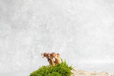 Açık gri beton arka planda taze yeşil yosunlardan büyüyen küçük bir mantar kümesi. Büyük fotokopi alanı, eko, orman veya organik temalı minimum doğal yaşam.. 