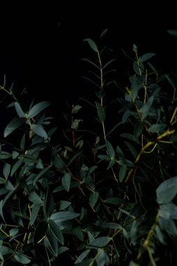 Koyu yeşil yapraklı ve ince gövdeli aksak okaliptüs dalları koyu siyah zemin üzerinde, düşük tuşlu aydınlatma, dikey kompozisyon, metin veya tasarım için üstte ve solda kopyalama alanı. 