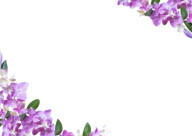 Beyaz arka planda canlı mor ortanca çiçeklerinden ve yeşil yapraklardan oluşan zarif çapraz çiçek kenarı. Düğün davetiyeleri, kırtasiye, markalaşma ve bahar veya yaz tasarımları için ideal.