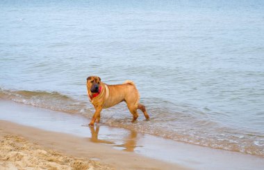 Shar Pei köpeği, Baltık Denizi kıyısındaki kumlu bir sahilde duruyor. Sakin su, evcil hayvan yaşam tarzı, seyahat, doğa ve boş zaman kavramları ile yaz sahnesi.