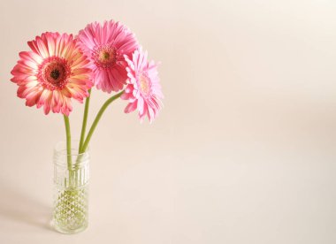 Pembe gerbera papatyaları, sıcak bej arkaplandaki şeffaf cam vazolara yerleştirilmiş, sağ tarafta büyük boş kopya alanı, yatay çiçek çiçekleri ise yazı ya da afiş için..