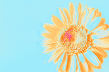 Mavi arka planda parlak sarı pop sanatının dijital renklerine sahip stilize Gerbera çiçeği. Reklam, sosyal medya görselleri, yaratıcı posterler, gençlik markaları ve modern grafik tasarımı için ideal.