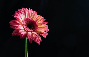 Derin siyah arkaplanda uzun yeşil saplı narin pembe gerbera çiçeği, yan görünüm minimal kompozisyon, kopyalama alanı