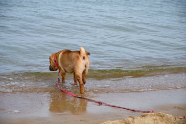 Shar Pei köpek dikiz aynası Baltık Denizi kıyısındaki kumlu bir sahilde duruyor. Sakin su, evcil hayvan yaşam tarzı, seyahat, doğa ve boş zaman kavramları ile yaz sahnesi.