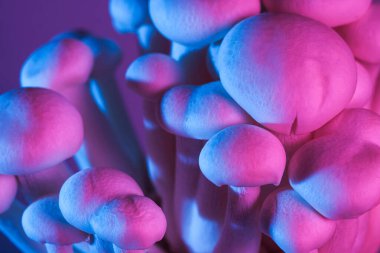 Pembe ve mavi renkli ışıklandırmayla aydınlatılmış beyaz shimeji mantarlarının yaratıcı yakın çekimi. Modern tasarım için sanatsal gıda kavramı, deneysel mutfak görselleri, çağdaş editoryal kullanım.