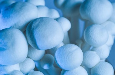 Makro yakın plan beyaz shimeji mantarları mavi tonlu. Minimum ama sanatsal gıda dokusu arka planlar, yaratıcı markalaşma, editörlük düzeni ve modern görsel kavramlar için uygundur..