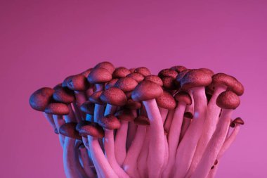 White shimeji mushrooms illuminated with pink and blue color lighting. Artistic food concept for modern design, experimental cuisine visuals, contemporary editorial use. Copy space