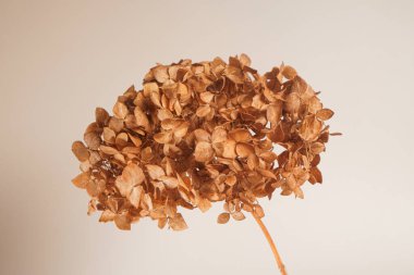 Yumuşak tarafsız arka planda sıcak bej tonları olan kurumuş bir ortanca infloresanı. Dekor, markalaşma, editoryal tasarım ve mevsimsel kavramlar için doğal botanik estetiği.