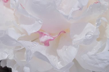 Pembe renkli ve çiğ damlalı beyaz şakayık yapraklarının yakın çekimi. Hassas pastel renkler, çiçekli arka plan keskin bir odak olmadan, tazelik ve romantizm hissi..