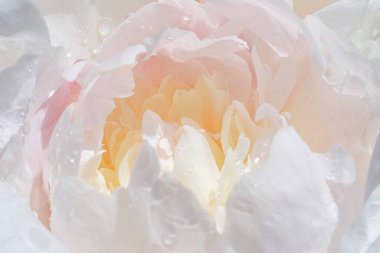 Beyaz bir şakayığın merkezine yakın çekim, hassas sarı ve pembemsi bir tonu var. Çiy damlaları, bulanık bir ön plan ve yumuşak pastel tonlar hafiflik, tazelik ve romantizm hissi yaratır. Estetik fotoğraf