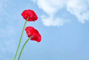 Uzun yeşil saplı iki kırmızı gelincik, yumuşak beyaz bulutlu açık mavi gökyüzüne karşı. Kopyalama alanı ile minimalist doğal kompozisyon, yazı sembolize ediyor, özgürlük, hatırlama, doğa.