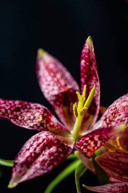 Makro yakın plan fritillaria meleagris çiçeği siyah arka planda. Dramatik ışıklandırma kareli taç yaprağı deseni ve zengin dokuyu vurgular, botanik ince bir sanat kompozisyonu oluşturur.