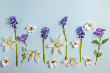 Yumuşak mavi arka planda sıralanmış çeşitli bahar çiçekleri, kiraz çiçekleri ve yıldız şeklinde beyaz çiçekler. Sezonluk tasarım için kopya alanı olan en düşük düz konum.