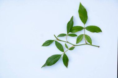 Beyaz arka planda izole edilmiş yeşil yapraklı dalın minimum bileşimi. Kopya alanı olan doğal botanik element, eko, organik ve tasarım kavramları için idealdir..