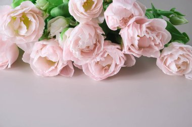 Açık arkaplan üzerine dizilmiş zarif pembe laleleri kapat. Yeşil yapraklı narin bahar çiçekleri fotokopi alanı ile romantik bir kompozisyon oluşturur..