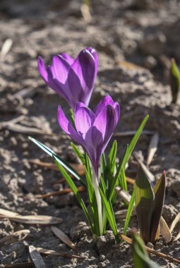 Yeşil filizli, koyu nemli topraktan çıkan tek bir mor çiçek, doğal bahar ayarı, yumuşak doğal ışık taç yaprakları..