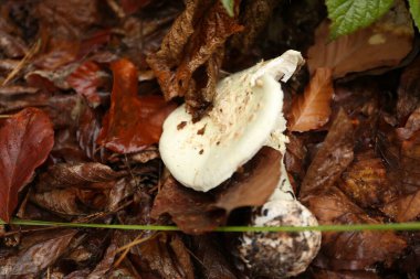 Yağmurlu hava mantarlarının yoğun ormanı