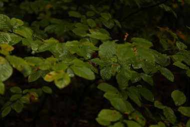 Yağmurlu hava mantarlarının yoğun ormanı