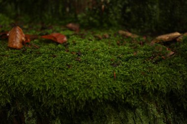Yağmurlu hava mantarlarının yoğun ormanı