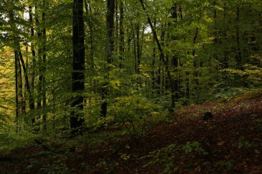 Yağmurlu havada sık orman 