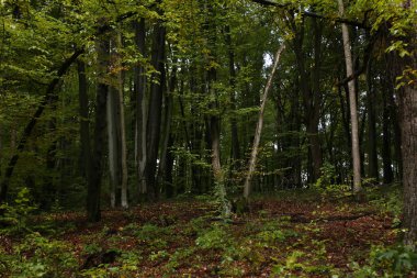 Yağmurlu havada sık orman 