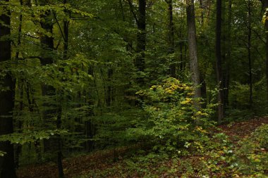 Yağmurlu havada sık orman 