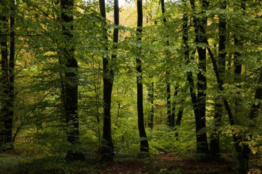 Yağmurlu havada sık orman 